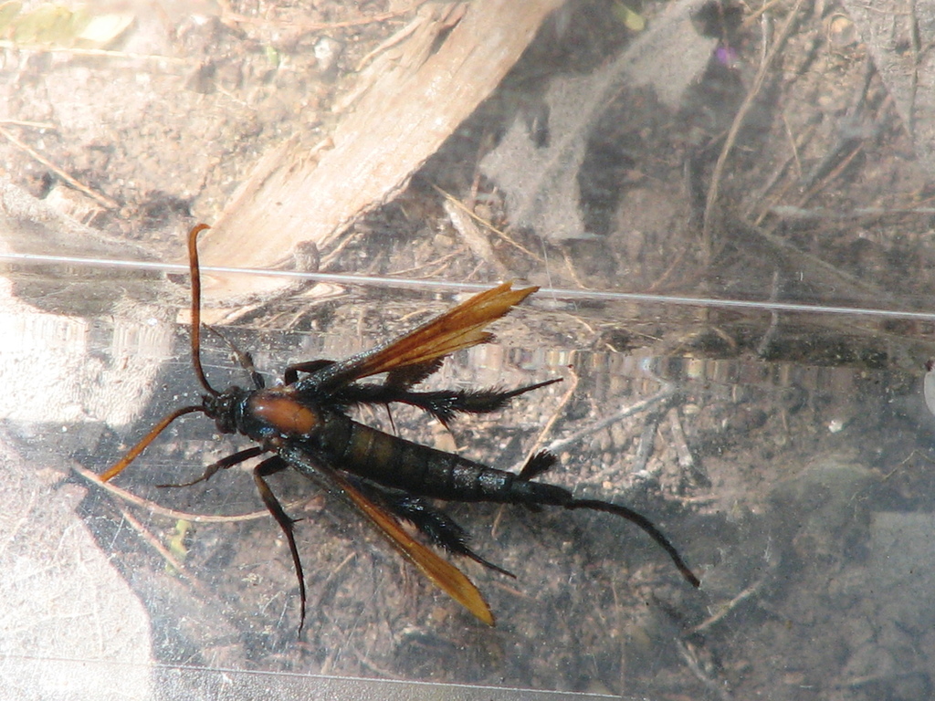 Alcathoe autumnalis