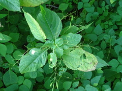 Impatiens parviflora