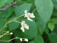 Impatiens parviflora