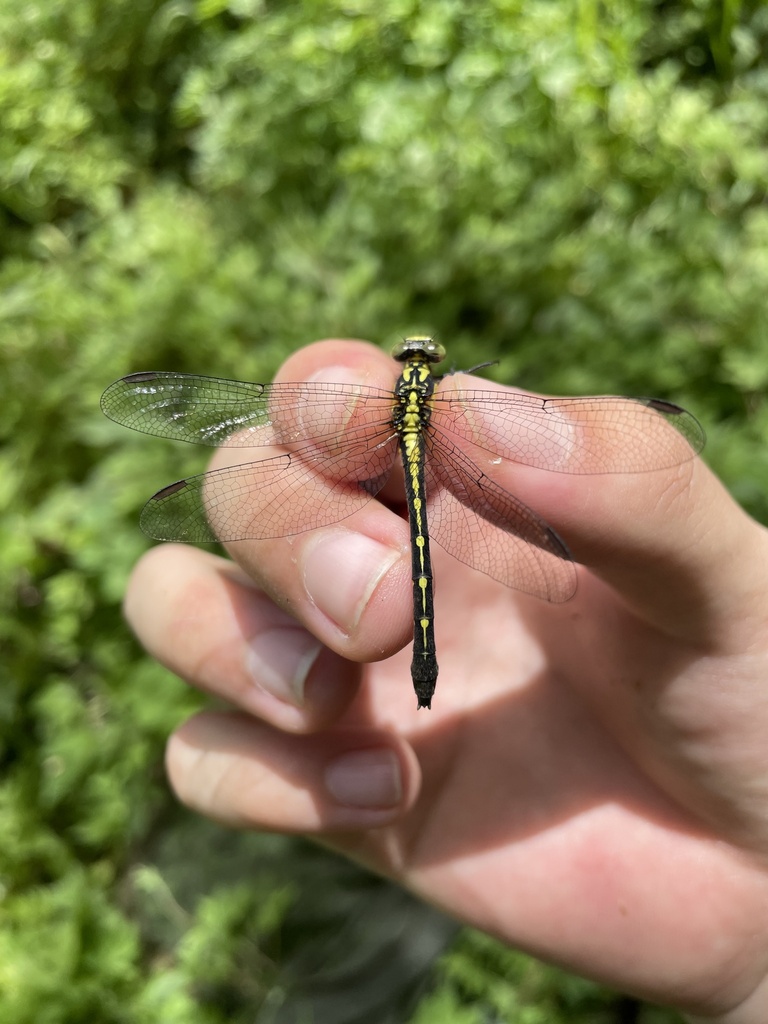 Trigomphus svenhedini
