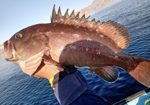 Snowy grouper (Hyporthodus niphobles) — Serranidae — 3
