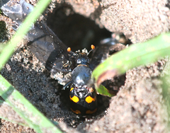 Nicrophorus carolina