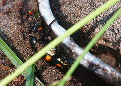 Nicrophorus carolina