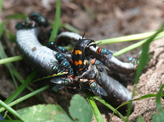 Nicrophorus carolina