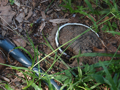 Nicrophorus carolina