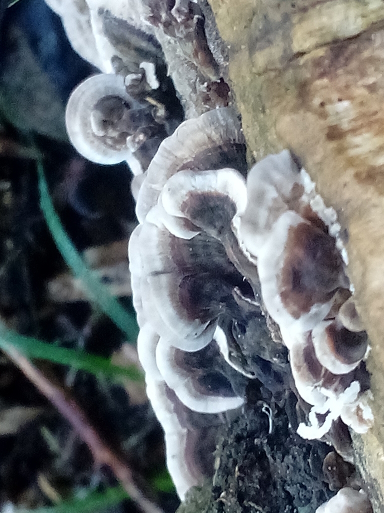 Trametes versicolor · April 2025 · photo: © heathhammond (iNaturalist, cc-by)