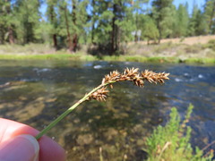 Carex cusickii