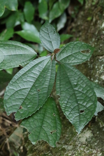Image of Oreocnide frutescens by no rights reserved