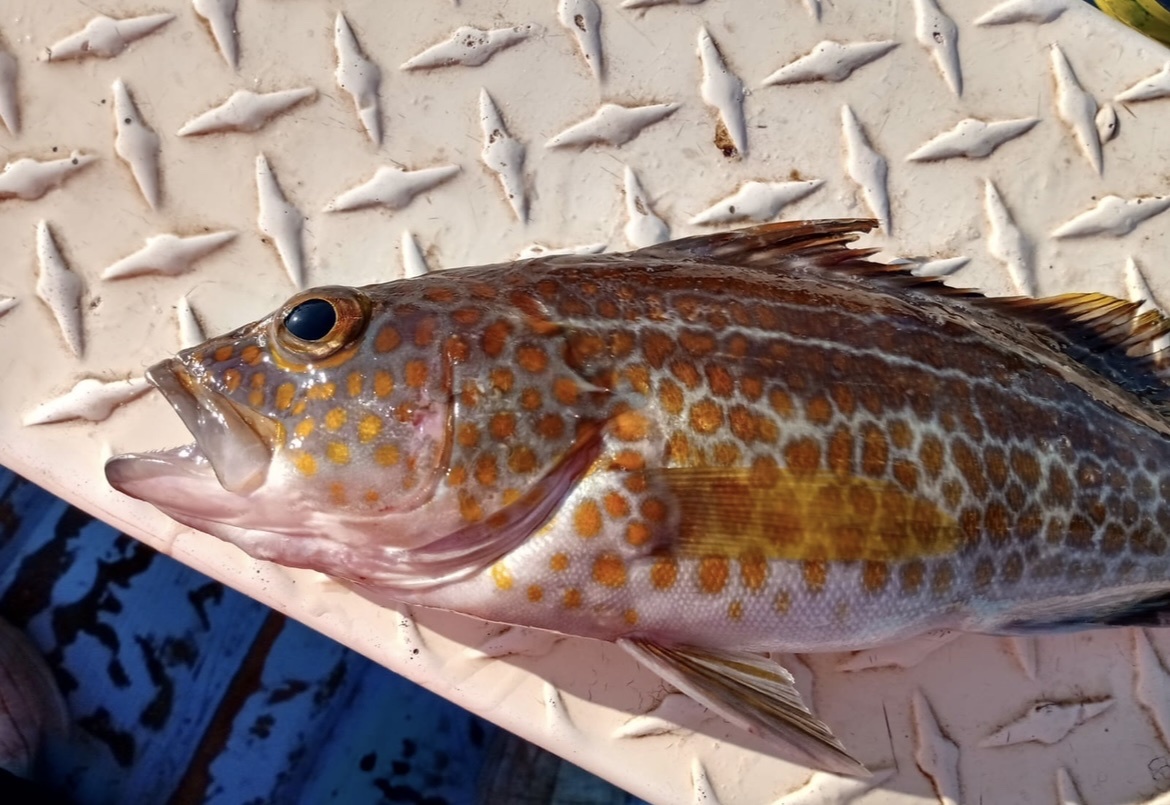 Goldspotted Sand Bass photo 7