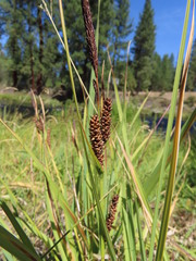 Carex nebrascensis