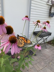Danaus plexippus