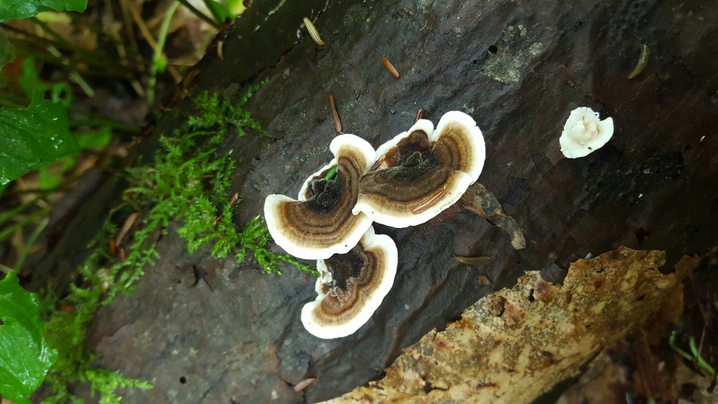 구름버섯 from McKean County, US-PA, US on 2016년 09월 17일 (토) at 02:27 오후 by Vinny Curtis · iNaturalist 구름버섯... 