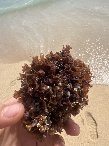 Amansia glomerata observed 2025-04-25