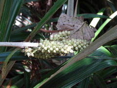 Astelia hemichrysa image