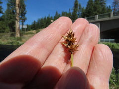 Carex pachystachya
