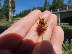 Carex pachystachya