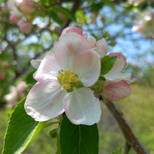 Feral Apple