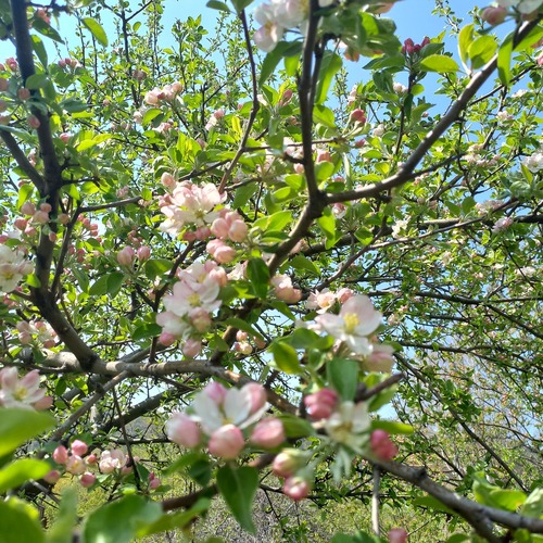 Malus domestica
