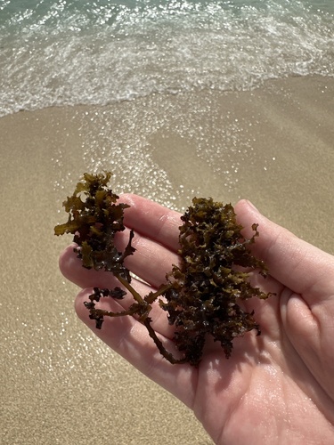 Sargassum polyphyllum, 2025-04-25