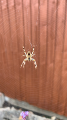 Araneus diadematus