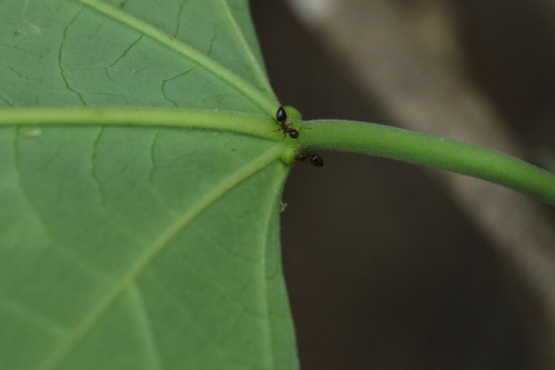 Endospermum chinense, photograph 5