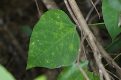 Endospermum chinense, photograph author not stated, no rights reserved