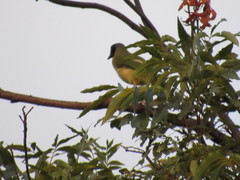 Cyanocorax yncas