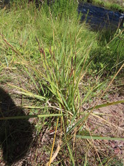 Carex nebrascensis