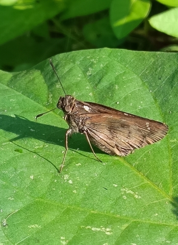 Quinta locutia