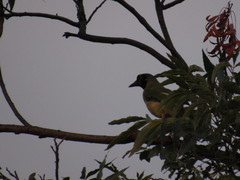 Cyanocorax yncas