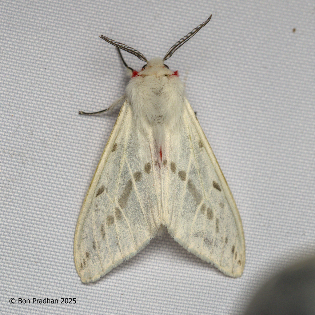 Lemyra rubidorsa
