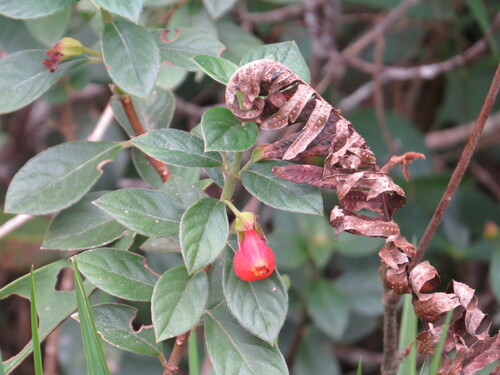 Nematanthus strigillosus