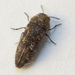 Acmaeodera tubulus - Photo (c) Victor Engel, some rights reserved (CC BY), uploaded by Victor Engel