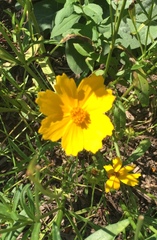 Coreopsis palmata
