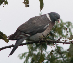 Columba palumbus