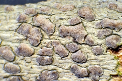 Pachnolepia pruinata