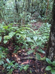 Crypturellus undulatus