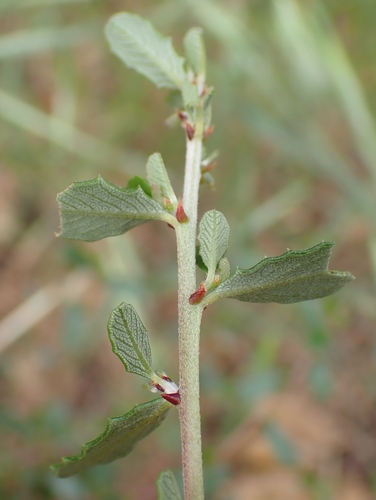 Image of Ceanothus megacarpus by no rights reserved