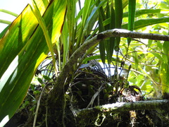 Elaphoglossum aubertii