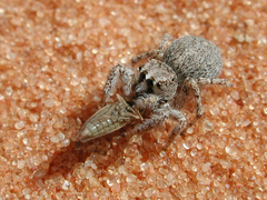 Habronattus amicus