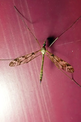 Tipula trivittata