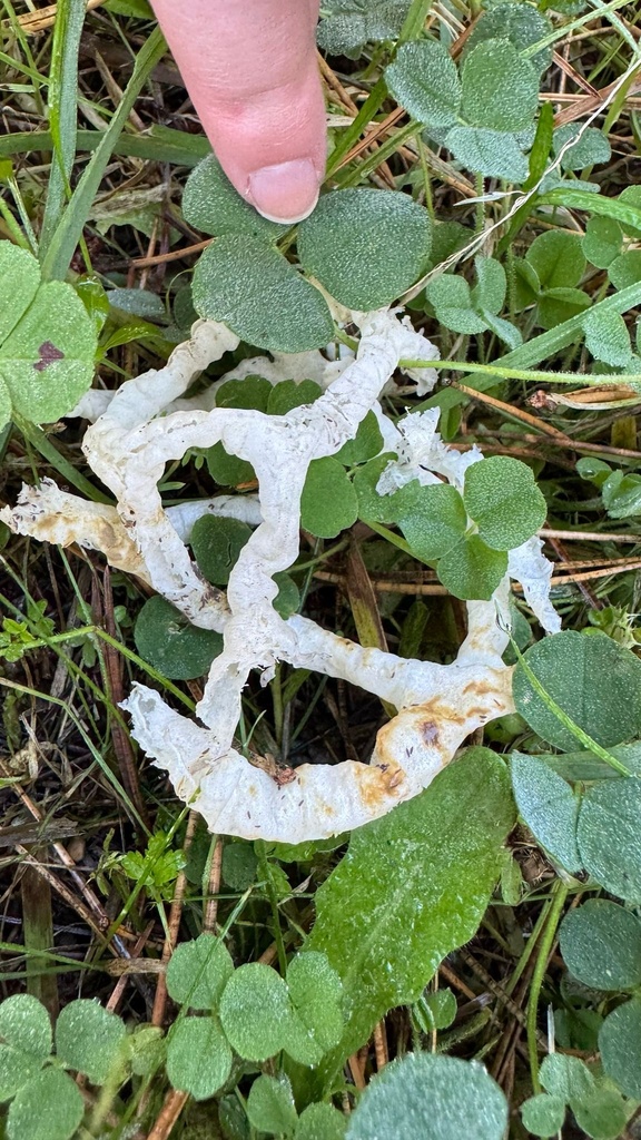 Ileodictyon cibarium · April 2025 · photo: © morganemerien (iNaturalist, cc0)