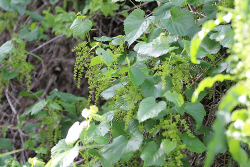 Foto de Uva-do-mato