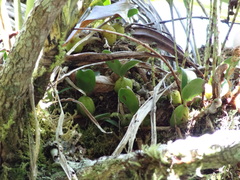 Bulbophyllum nutans
