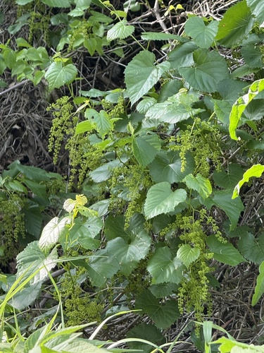 Foto de Uva-do-mato