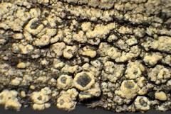 Lecanora simeonensis