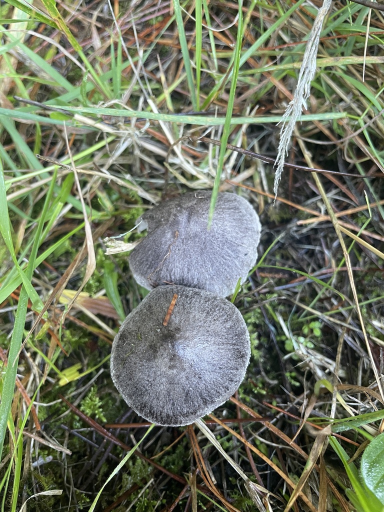 Tricholoma terreum · April 2025 · photo: © morganemerien (iNaturalist, cc0)
