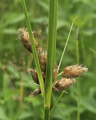 Image of Seacoast Bulrush (Bolboschoenus robustus) by (c) willingarden, some rights reserved (CC BY)
