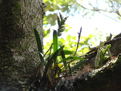 Bulbophyllum variegatum image
