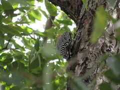 Melanerpes aurifrons